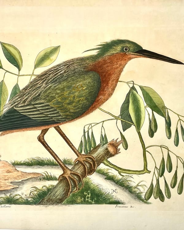 The Small Bittern